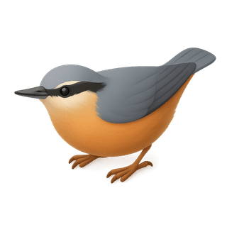 Eurasian Nuthatch