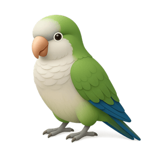 Quaker Parrot