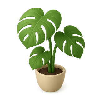 Monstera