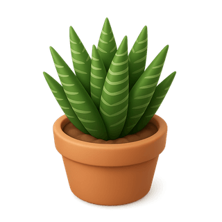 haworthia