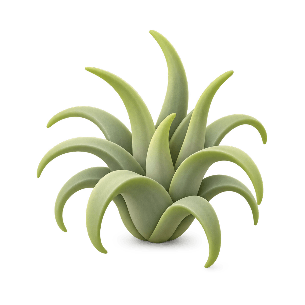 Air Plant 3D icon