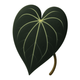 Anthurium